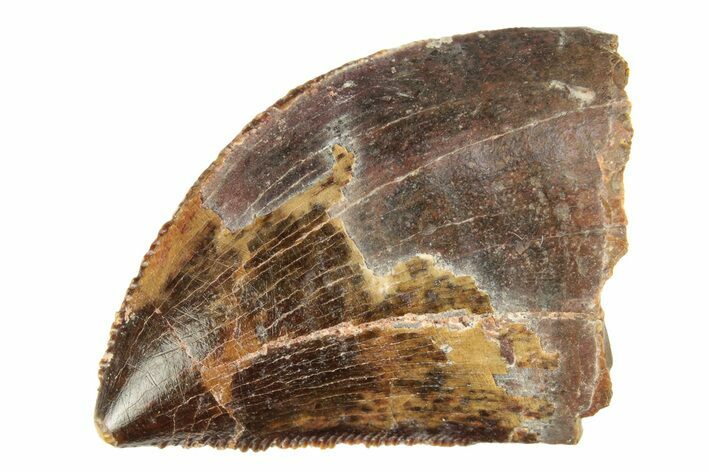 Serrated, Baby Carcharodontosaurus Tooth - Morocco #276012